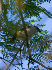 Pycnonotus goiavier analis