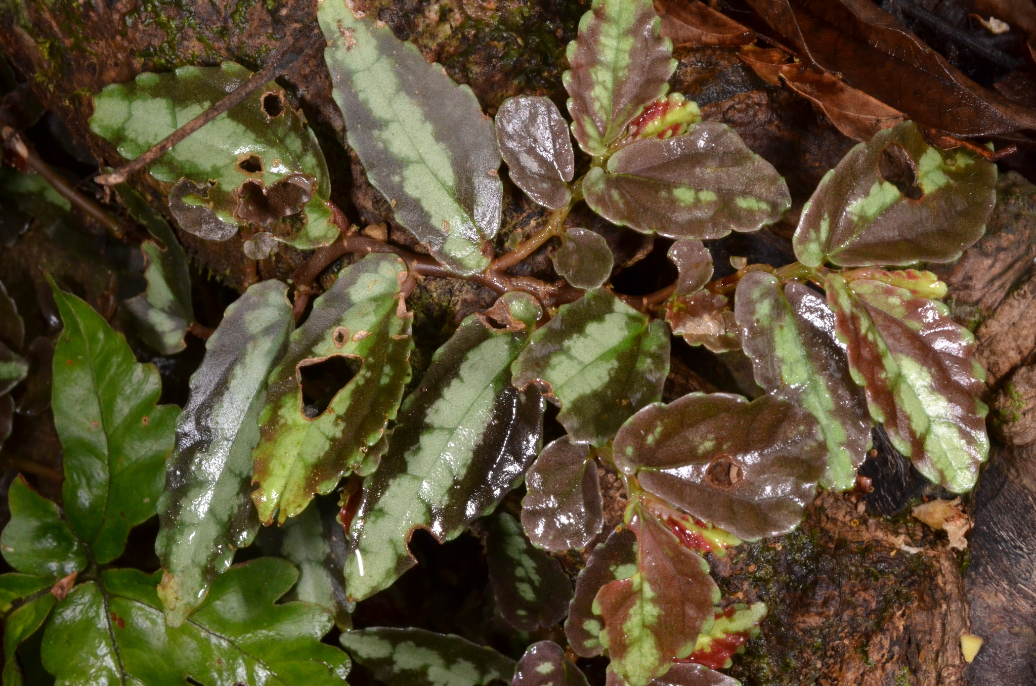 Procris repens — ảnh 2