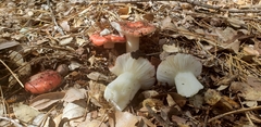 Russula silvicola