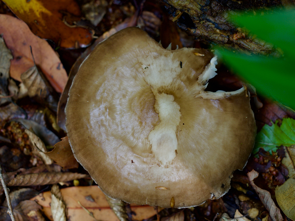 Pluteus cervinus · May 2026 · photo: © re_nebel (iNaturalist, cc-by)