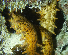 Mithrodia clavigera