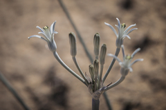 Androstephium breviflorum