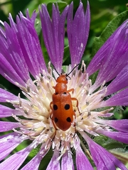 Leptopalpus rostratus