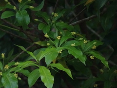 Pittosporum illicioides