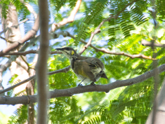 Territornis reticulata