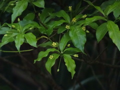 Pittosporum illicioides