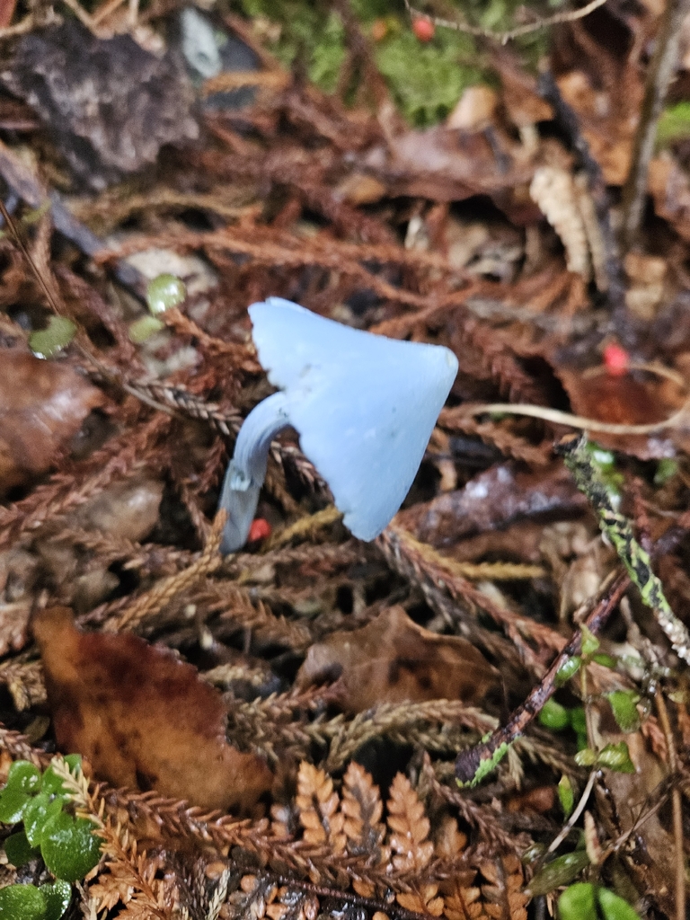 Entoloma hochstetteri · April 2026 · photo: © dideldumm (iNaturalist, cc0)