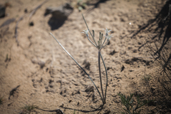 Androstephium breviflorum