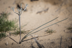 Androstephium breviflorum