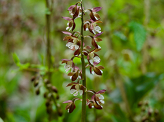 Calanthe discolor, photograph (c) りなべる, some rights reserved (CC BY)