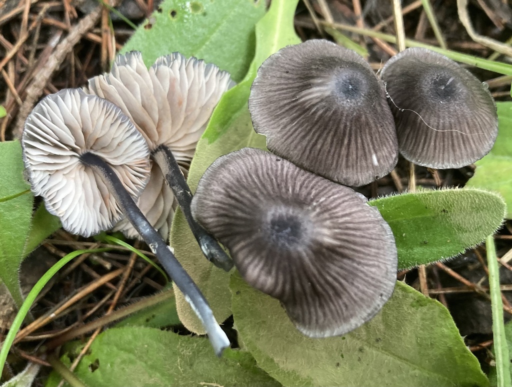 Entoloma asprellum