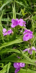 Tradescantia ozarkana