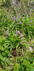 Tradescantia ozarkana