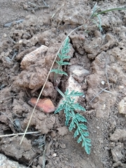 Vesper purpurascens