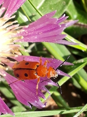 Leptopalpus rostratus