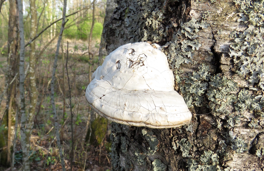 Fomes fomentarius · May 2026 · photo: © rafaelmrosa (iNaturalist, cc-by-sa)