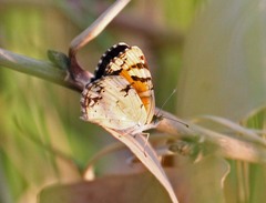 Phyciodes picta