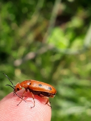 Leptopalpus rostratus