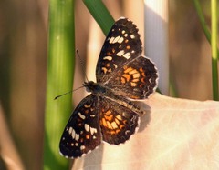 Phyciodes picta
