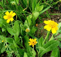 Amblyolepis setigera