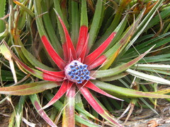 Fascicularia bicolor