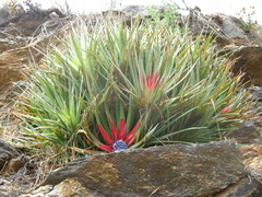 Fascicularia bicolor