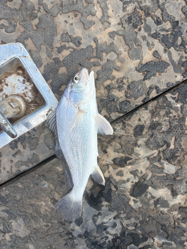 Soldier Croaker