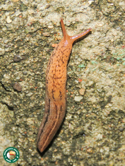 Bukobia uhehensis