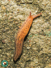 Bukobia uhehensis