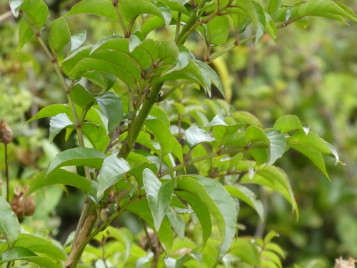 Podranea ricasoliana