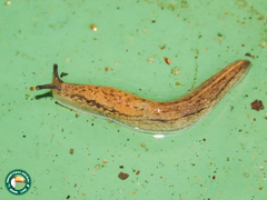 Bukobia uhehensis