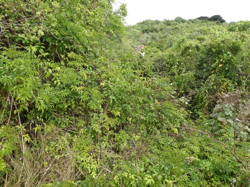 Podranea ricasoliana