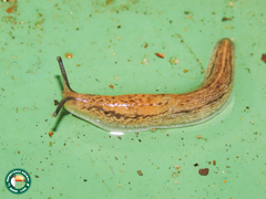 Bukobia uhehensis