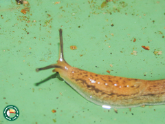 Bukobia uhehensis