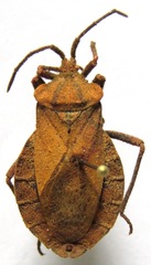 Image of Spartocera fusca