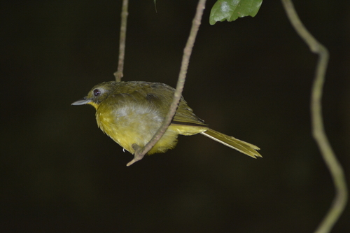 iNaturalist image