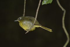Bleda eximius