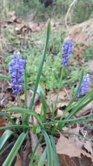 Muscari