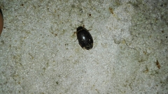 Thermonectus