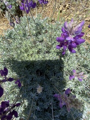 Lupinus albifrons collinus