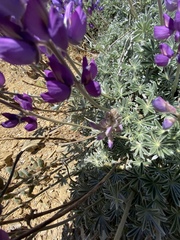 Lupinus albifrons collinus