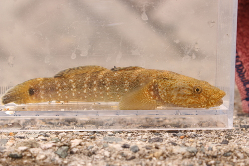 Chaenogobius gulosus