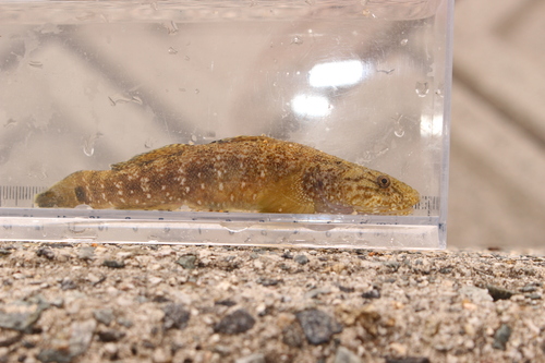 Chaenogobius gulosus