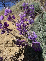 Lupinus albifrons collinus