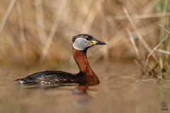 Red-Necked Grebe photo 2