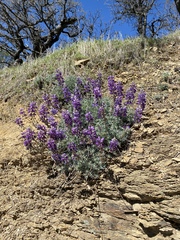 Lupinus albifrons collinus