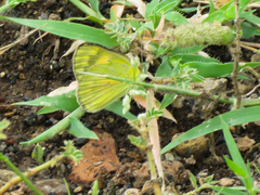 Colotis calais calais