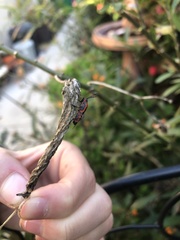 Oncopeltus fasciatus