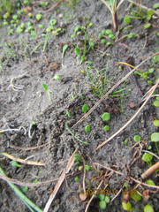 Amblyopone australis