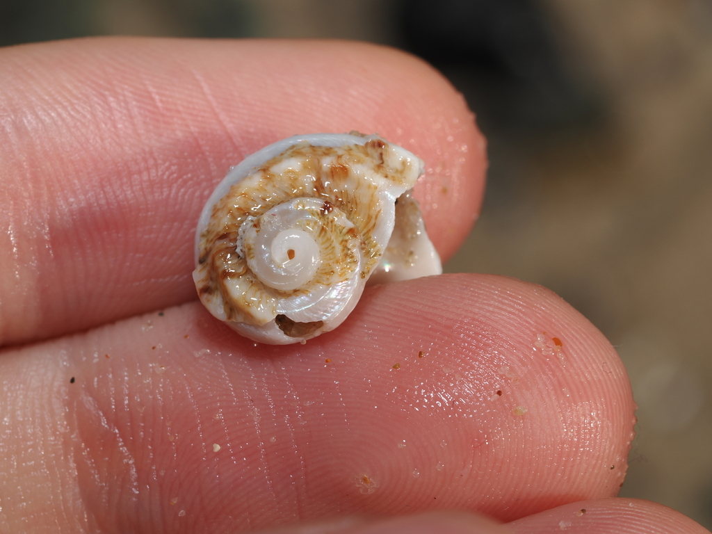 Sharp Turban Shell Rough turban shell from Shelly Beach, Port Macquarie, New South Wales ...